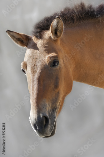The head of a Przewalski's horse female. Beauty of a wild mare. Face portrait of a grace wild animal, isolated on gray blur background.