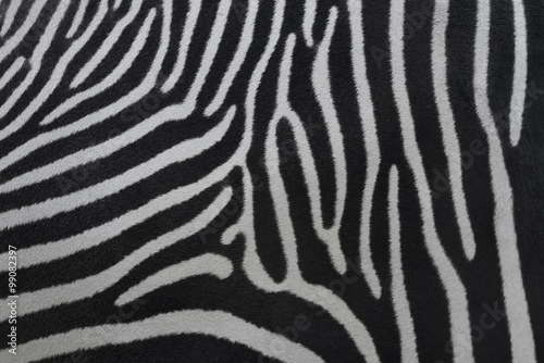 Fragment of a zebra skin. Nature striped pattern for some black and white background. Texture of wild beauty. An example of natural drawing.