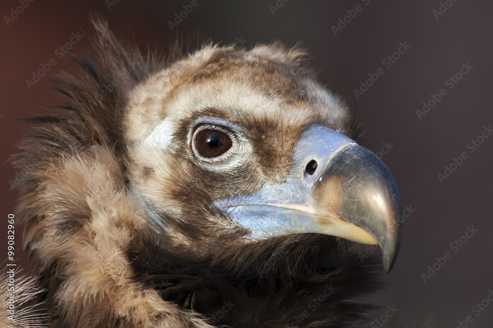 Face portrait of a Cinereous Vulture (Aegypius monachus), is also known as the Black Vulture, Monk Vulture, or Eurasian Black Vulture. The largest true bird of prey in the world. Face portrait of a Cinereous Vulture (Aegypius monachus), is also known as the Black Vulture, Monk Vulture, or Eurasian Black Vulture. The largest true bird of prey in the world.
