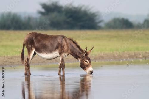 Young fertile donkey drinking water