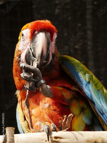 Macaw photo