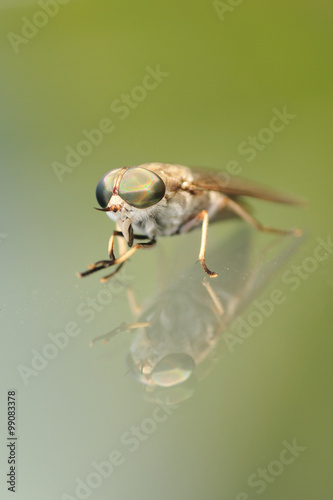 Horsefly with reflection