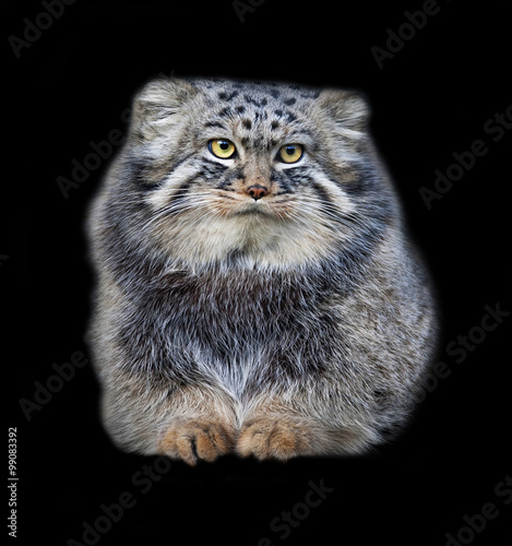 Animal portrait of a Pallas' cat, or manul cat, or otocolobus manul, or asian wild cat, or Felis manul. Cute and cuddly small beast, like plush toy, isolated on black background.