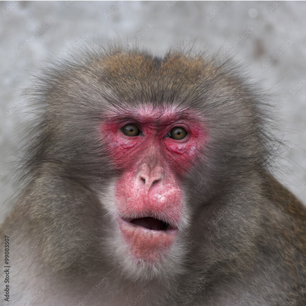 Stare of a Japanese macaque male. Expressive red face of the monkey family chief. Human like grimace of the excellent animal. Inimitable beauty of the wildlife. Stare of a Japanese macaque male. Expressive red face of the monkey family chief. Human like grimace of the excellent animal. Inimitable beauty of the wildlife.