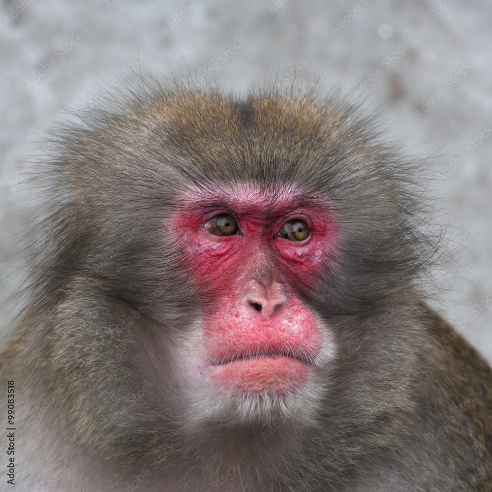 Side look of a Japanese macaque male. Expressive red face of the monkey family chief. Human like grimace of the excellent animal. Inimitable beauty of the wildlife. Side look of a Japanese macaque male. Expressive red face of the monkey family chief. Human like grimace of the excellent animal. Inimitable beauty of the wildlife.