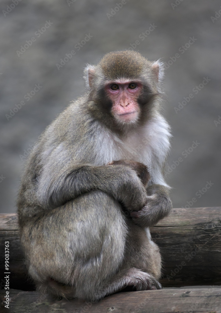 Look of a Japanese macaque, hugging her baby. Monkey female defends her cub with her own body. Human like expression on the pink face of the cute primate.