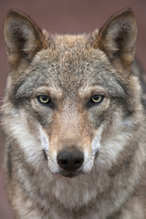 Wandcirkels Wolf Jonge wolvin op roze achtergrond  © andamanec