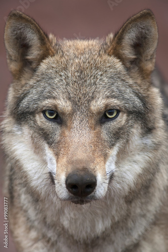 A young european wolf female with soiled nose, looking straight into the camera. Face portrait of a forest dangerous beast, Canis lupus lupus, on blur pink background. Beauty of the wildlife. © andamanec