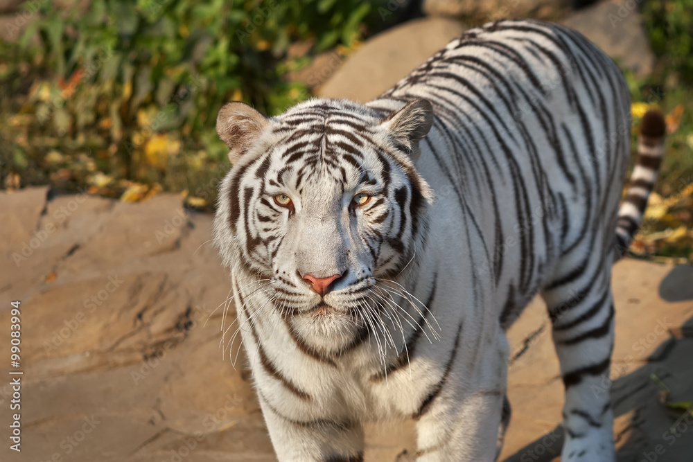 Obraz premium Eye to eye with sunlit white bengal tiger