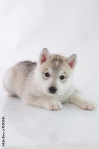 Cute Siberian husky puppy