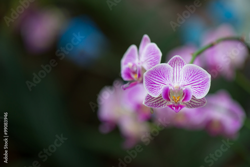 butterfly orchid flower in garden photo