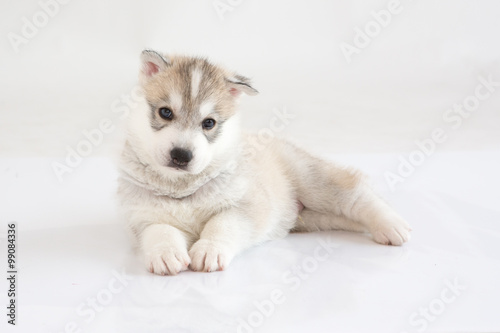 Cute Siberian husky puppy