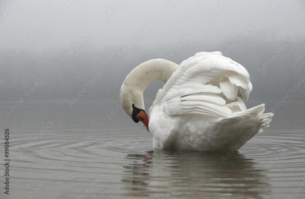 Obraz premium Czyszczenie łabędzia