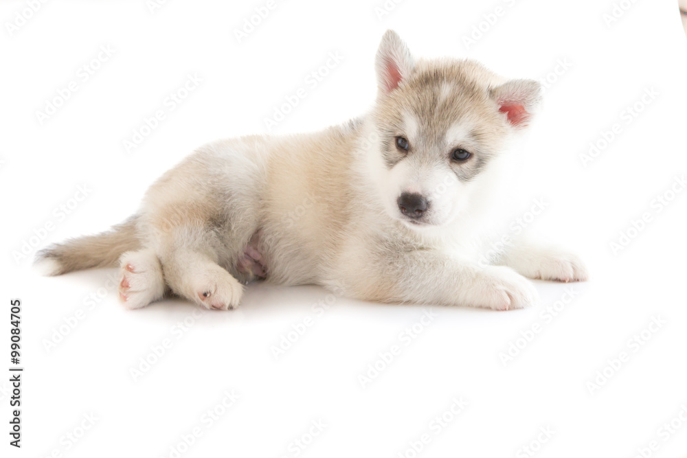 Obraz premium Cute siberian husky isolated background