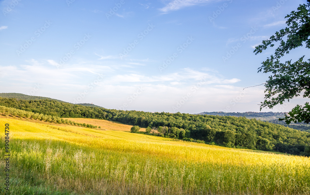 Fototapeta premium Tuscan landscape
