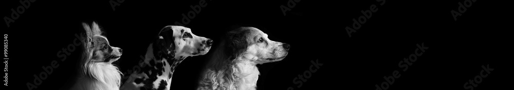 Dalmatiner, Kromfohrländer, Papillon Dalmatiner, Kromfohrländer, Papillon