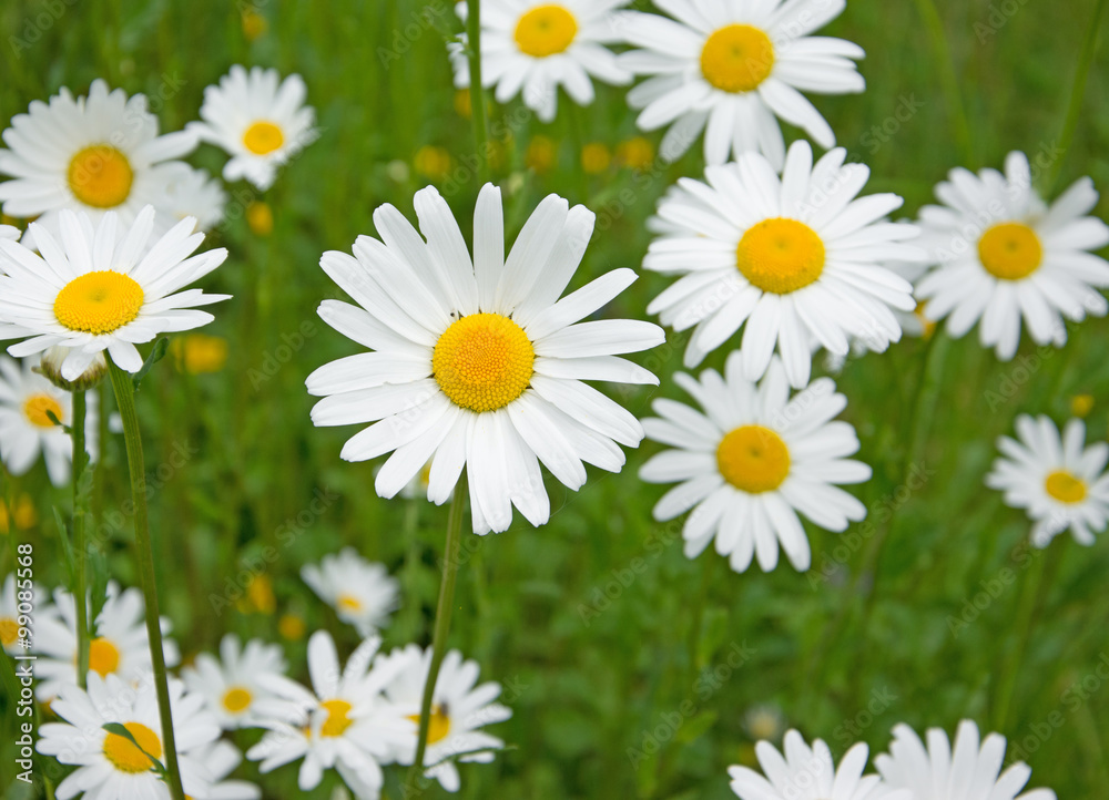 Margeriten StockFoto Adobe Stock