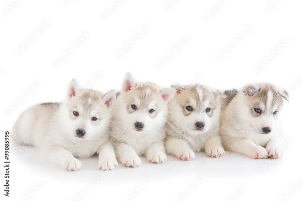 Fototapeta premium Cute siberian husky isolated background