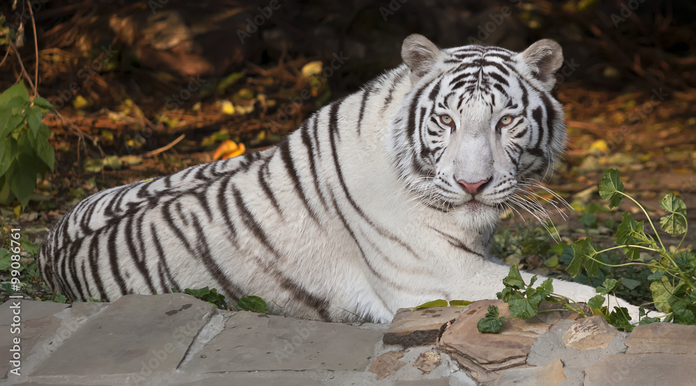 Fototapeta premium A lying white bengal tiger, looking back.