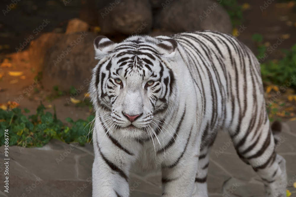 Obraz premium A calm pacing white bengal tiger