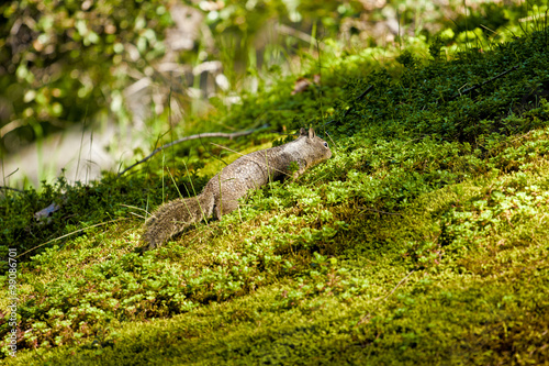 squirrel in green landscape © Chris Gardiner