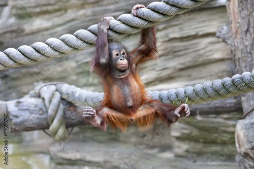 A young orangutan is ready for low catch