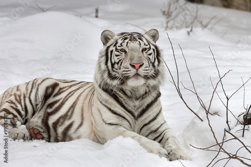 A white bengal tiger, calm lying on fresh snow.
