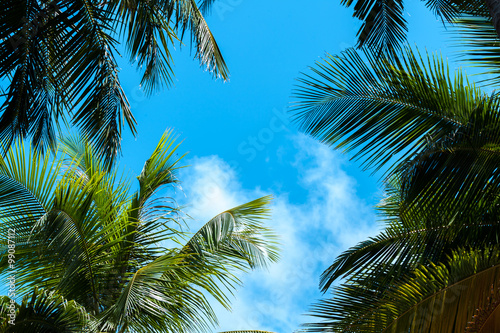 Blue sky with a few clouds and palm trees  