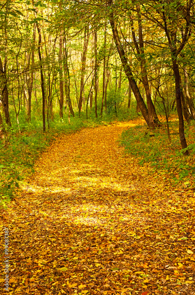 Fototapeta premium Nice autumnal scene