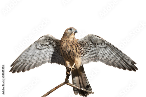 The full length portrait of a kestrel, Falco tinnunculus. Front view of a beautiful bird with stretched wings, isolated on white background. Wild beauty of the feathered world.