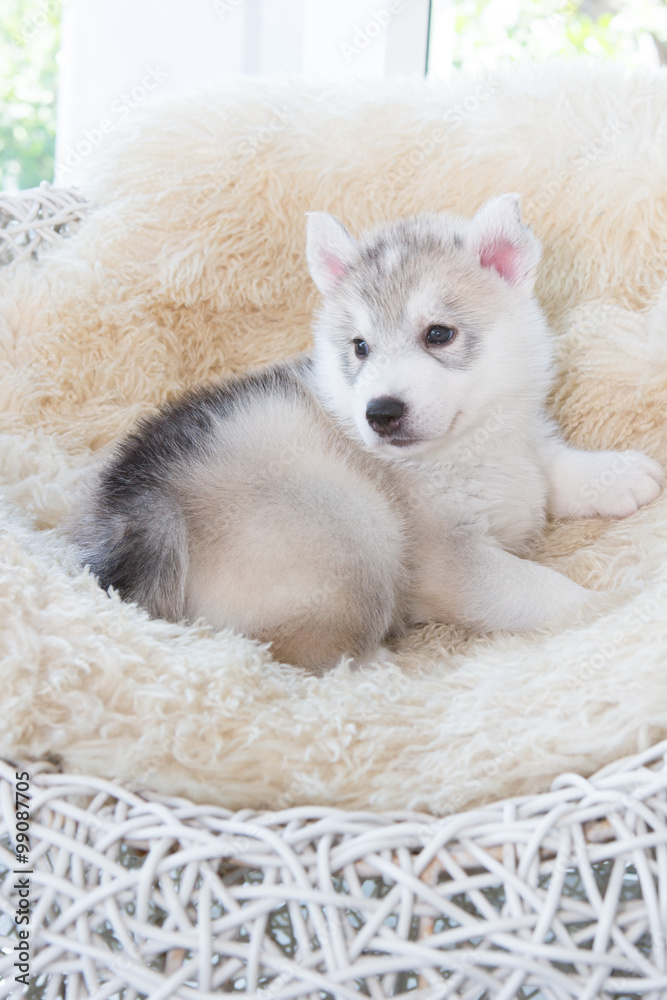 Fototapeta premium cute siberian husky puppy sleep on rattan chair