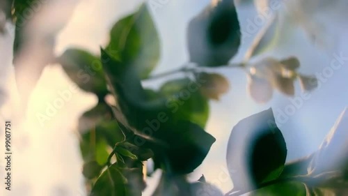 Glittering nature panoramic scene of flowering jasmine branches with gleamy effect at sunset light on blue sky background. Close up view of garden flowers. Shallow dof. Slow motion full HD 1920x1080
