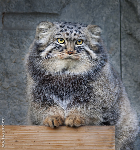 Animal portrait of a Pallas' cat, or manul cat, or otocolobus manul, or asian wild cat, or Felis manul. Cute and cuddly small beast, like plush toy. Very beautiful, but extremely wild creature.