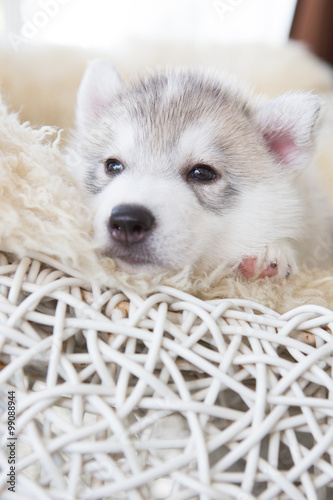 cute siberian husky puppy sleep on rattan chair