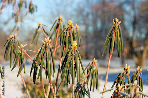 Rhododendron bushes in winter