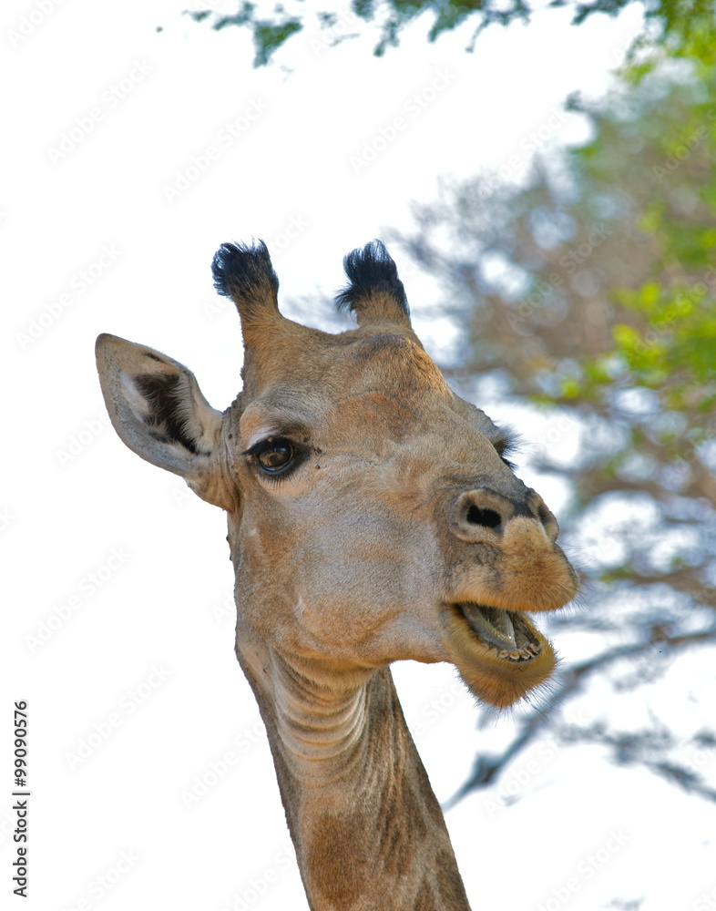 Obraz premium Tête de girafe