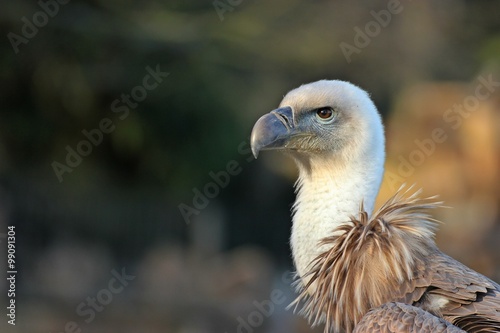 Portrait eines jungen G  nsegeiers  Gyps fulvus    