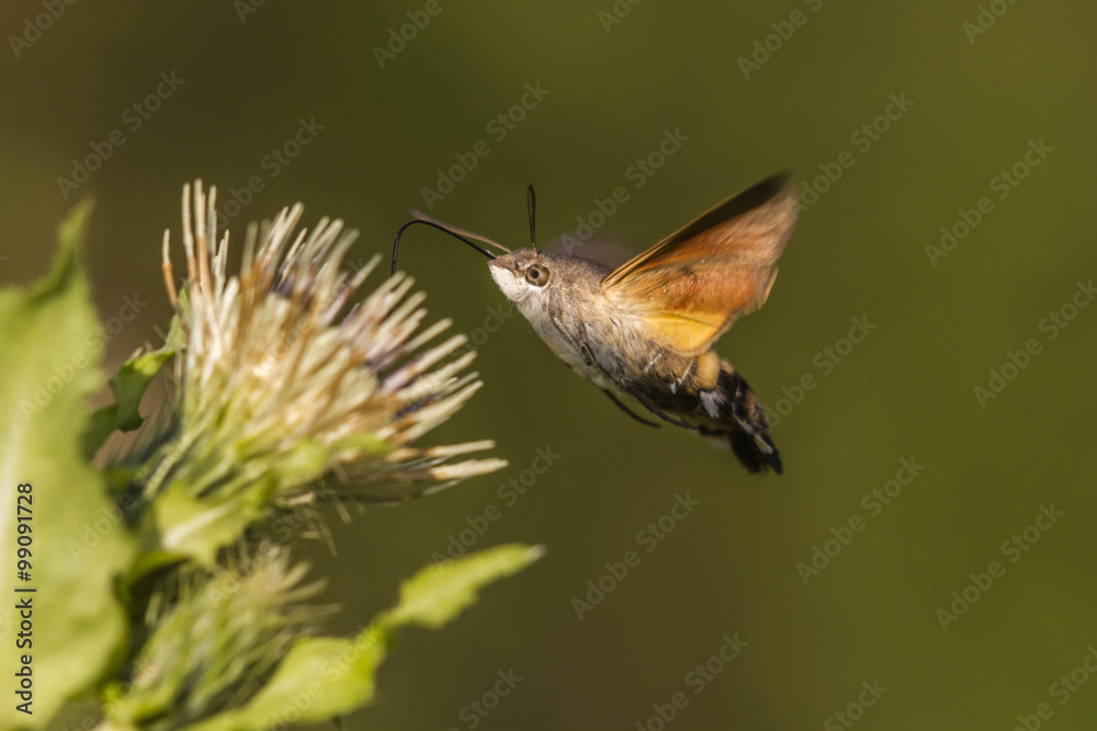 Fototapeta premium Taubenschwänzchen (Macroglossum stellatarum)