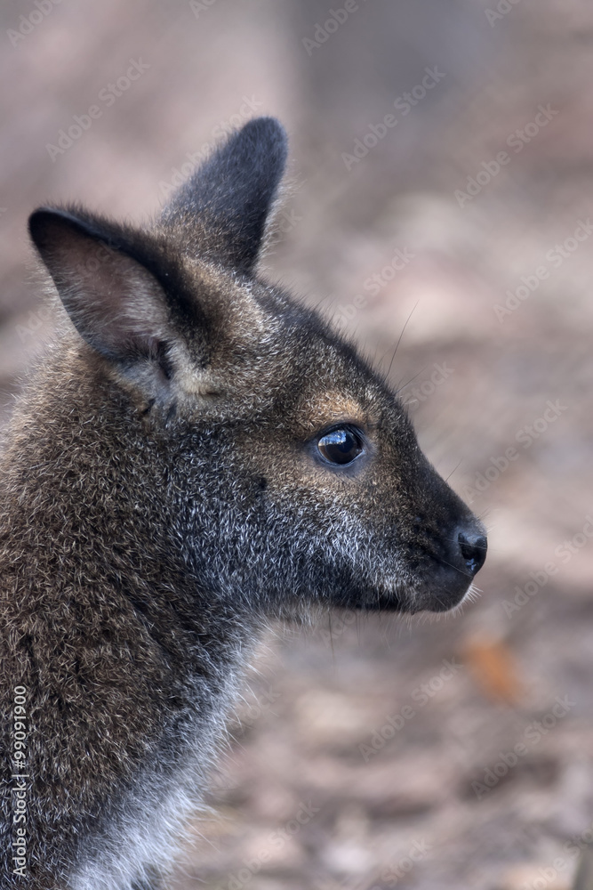Side face portrait of a forest wallaby, Dendrolagus bennettianus. Cute, but endangered australlian marsupial animal, Bennett's tree kangaroo, threatened and vulnerable.