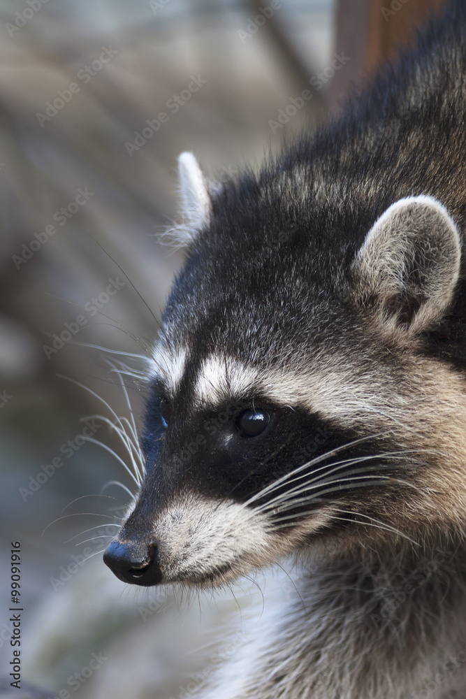 Interest in eyes of a cute and cuddly raccoon, that can be very dangerous beast. Side face portrait of the excellent representative of the wildlife. Funny expression on the animal face.