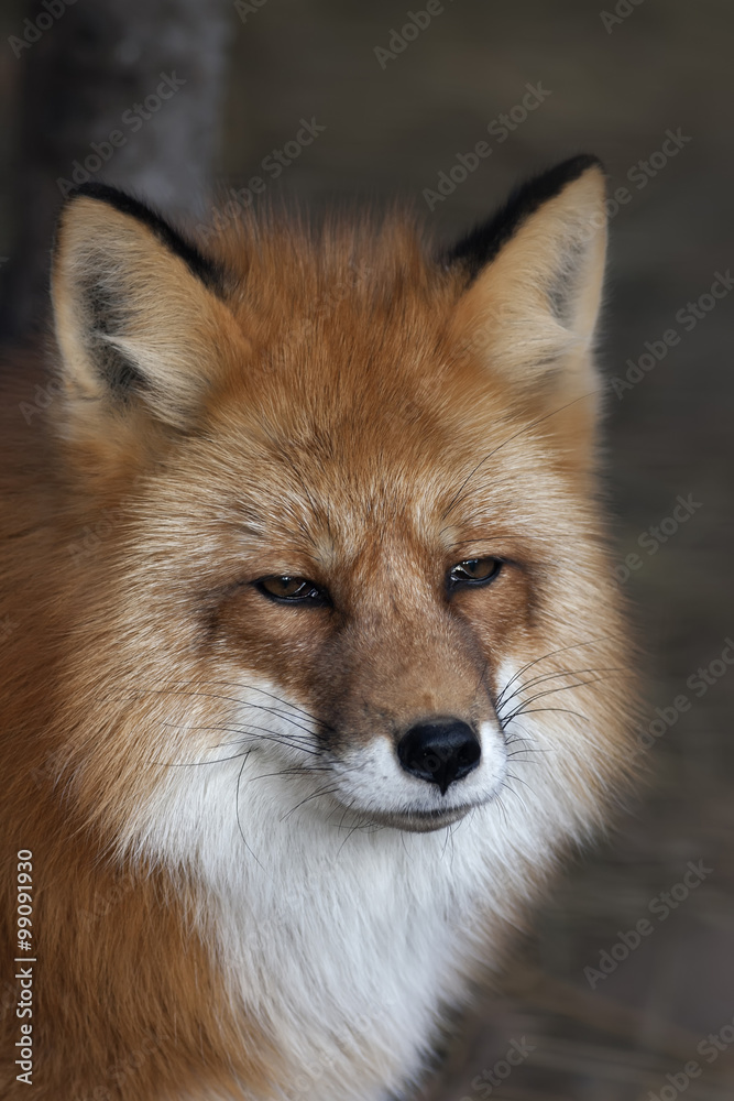 Obraz premium Face portrait of a red fox, vulpes vulpes, with хмурым expression. The head a beautiful forest wild beast. Smart look of a dodgy vulpes, skilled raptor and elegant animal. Cute and cuddly creature.