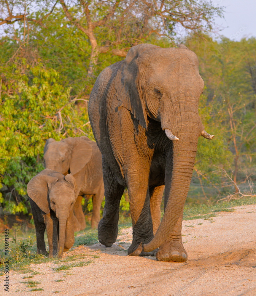 Fototapeta premium Le chef des éléphants avec les petits