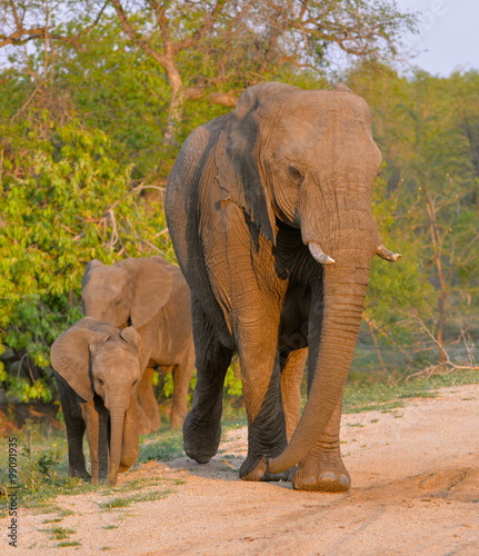 Le chef des   l  phants avec les petits