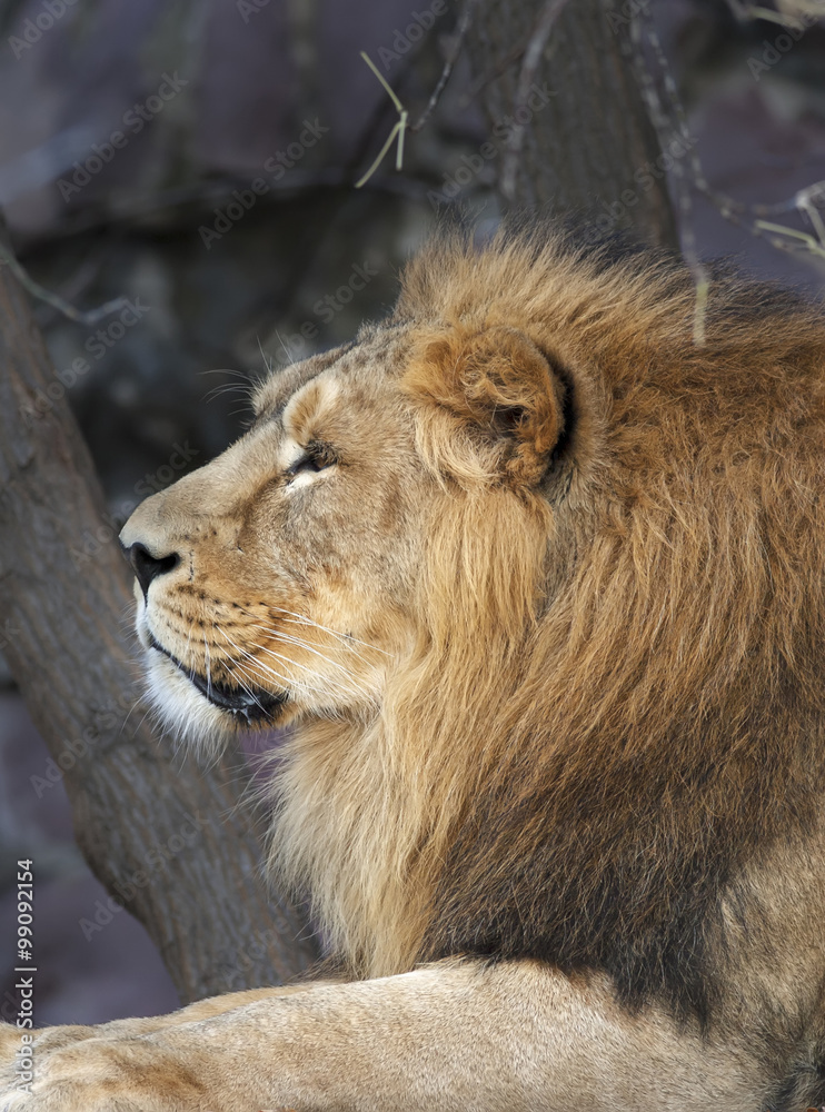 Obraz premium Portrait in profile of an Asian lion, calm lying on tree background. The King of beasts, biggest cat of the world. The most dangerous and mighty predator of the world. Beauty of the wildlife.