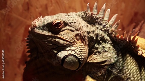 Big green iguana in terrarium photo