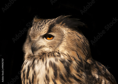 A Eurasian eagle owl, Bobo bobo, very beautiful wild animal in sunset sunshine. Long-eared bird is the very skilled raptor. Nocturnal bird with expressive amber eyes, isolated on black baclground.