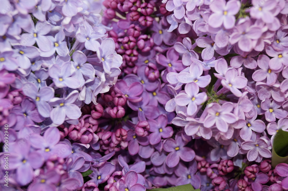 Spring flowers - lilac