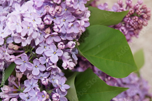 Obraz na plátně Spring flowers - lilac