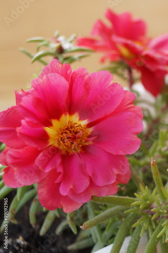 Pink portulaca flowers