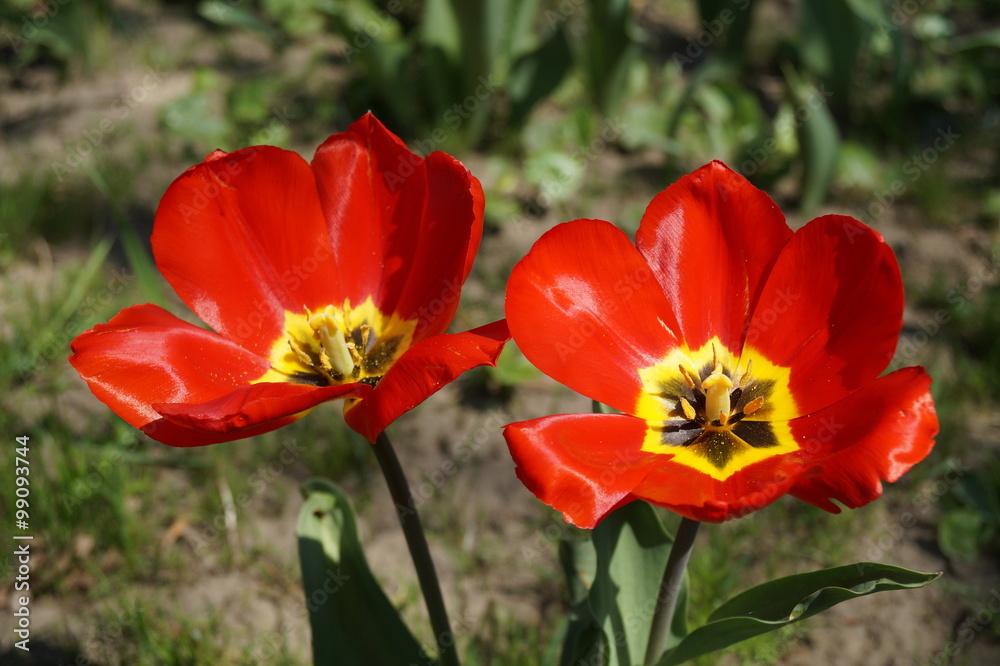 Red tulips in the park